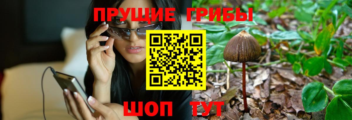 Галлюциногенные грибы Cubensis Гусиноозёрск